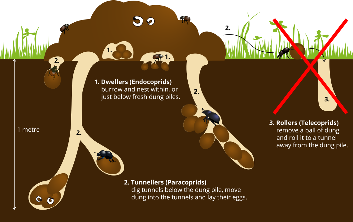 Dung Beetle Life Cycle Dung Beetles For Farmers